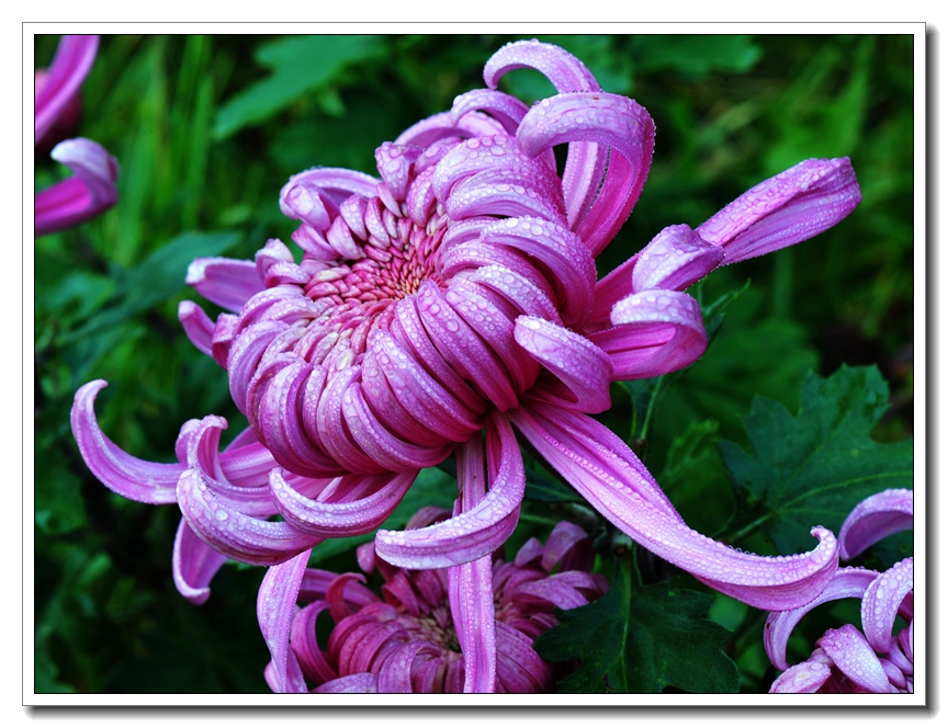 菊花32.jpg