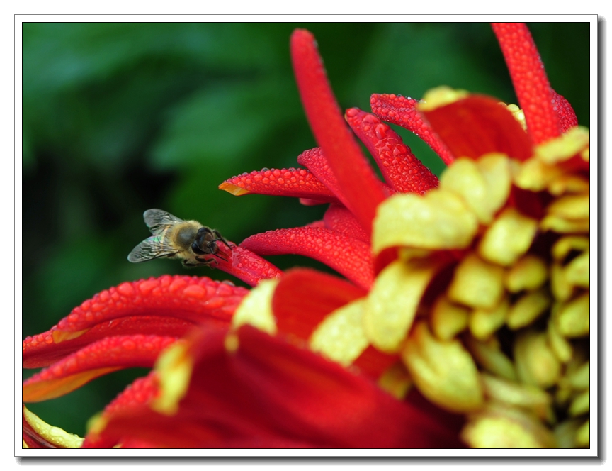菊花33.jpg