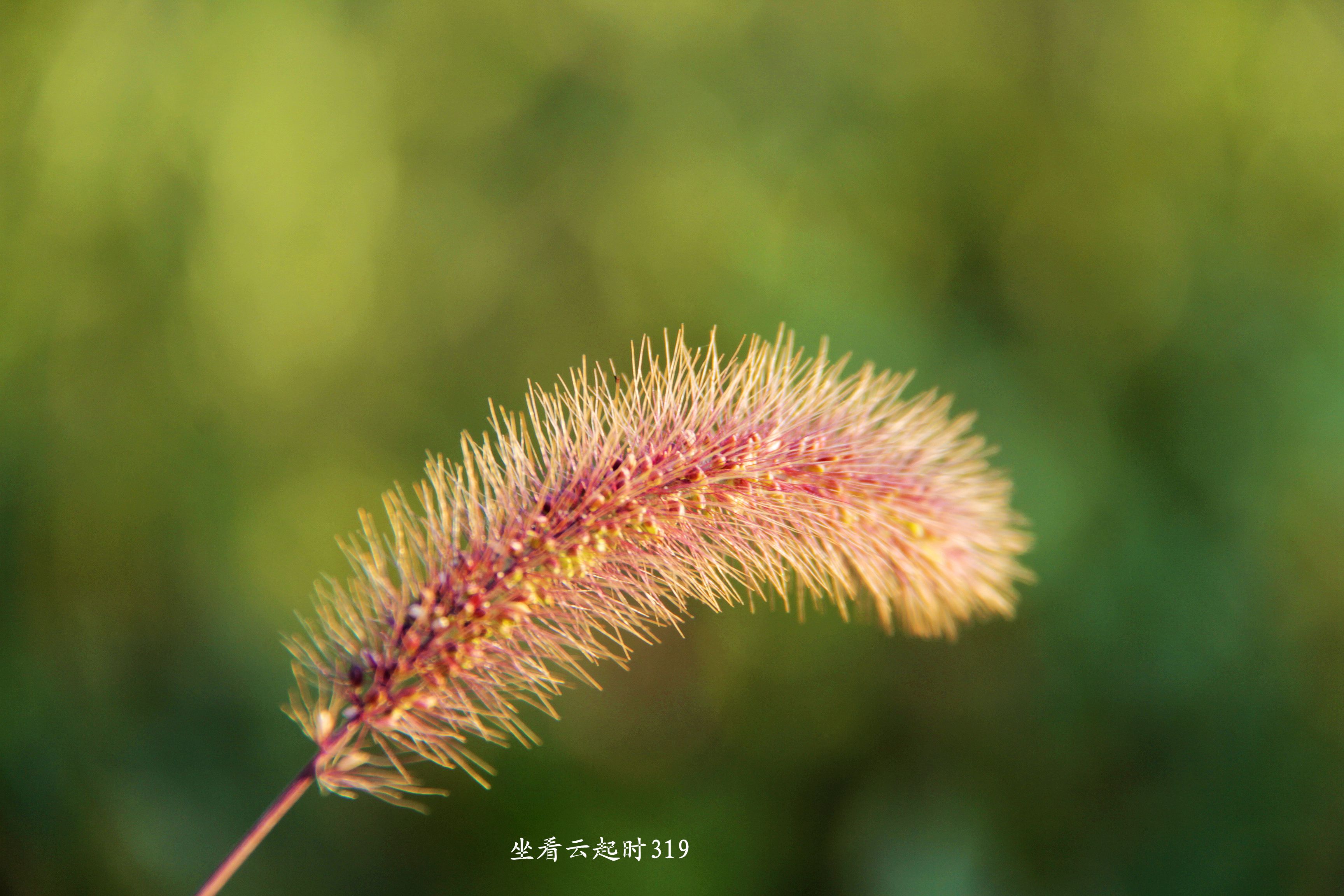 狗尾草5.jpg