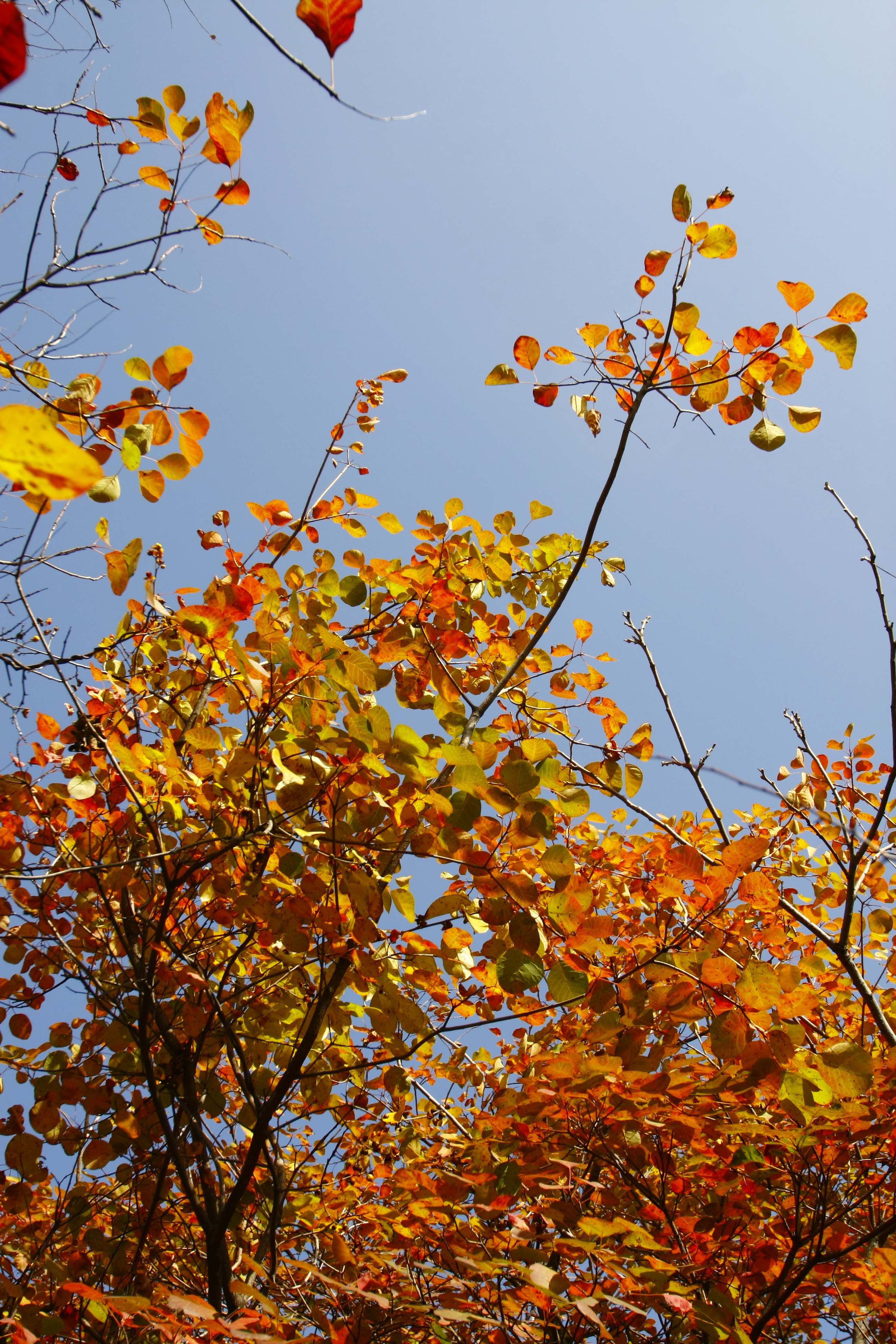 _MG_4991.jpg