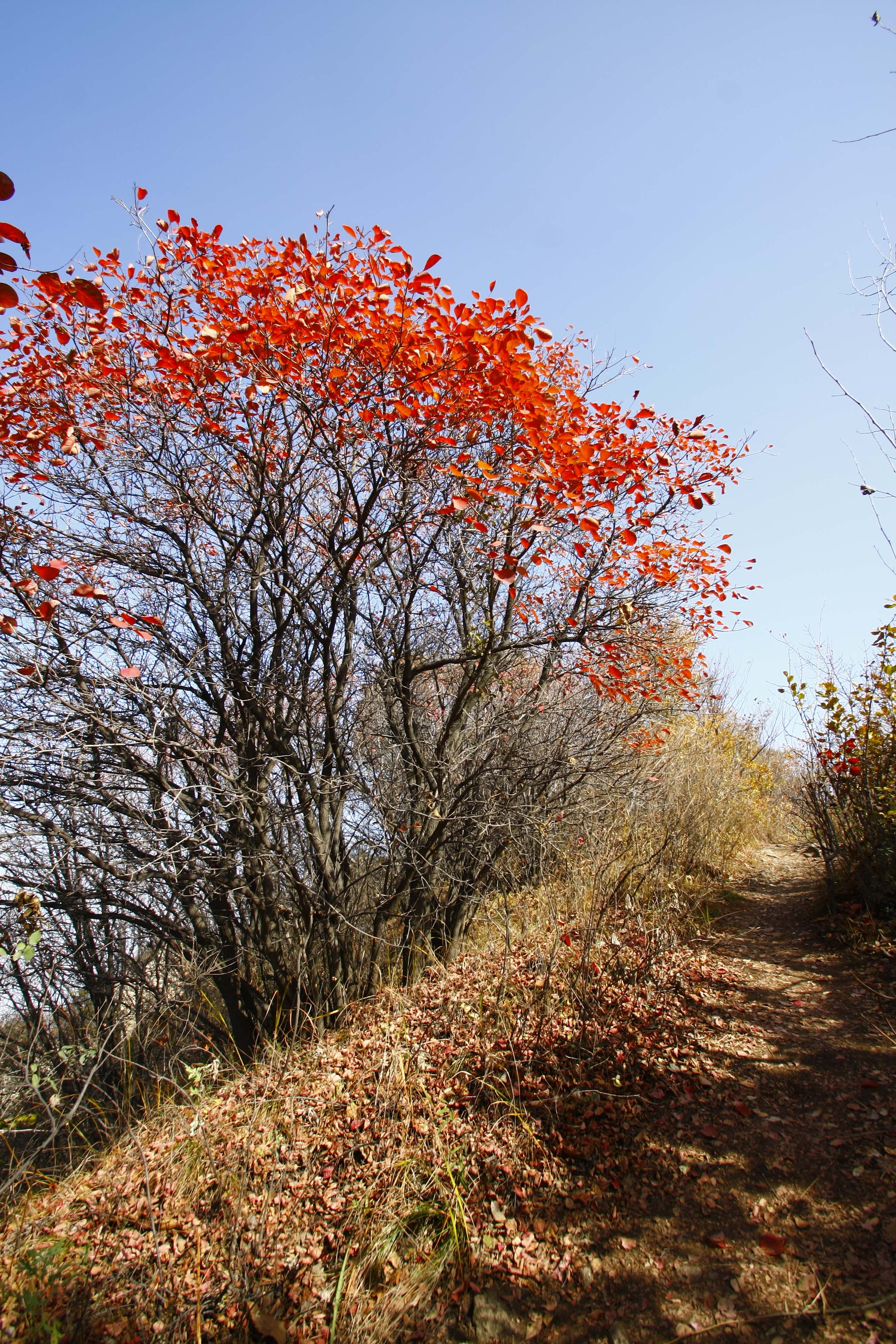 _MG_5015.jpg
