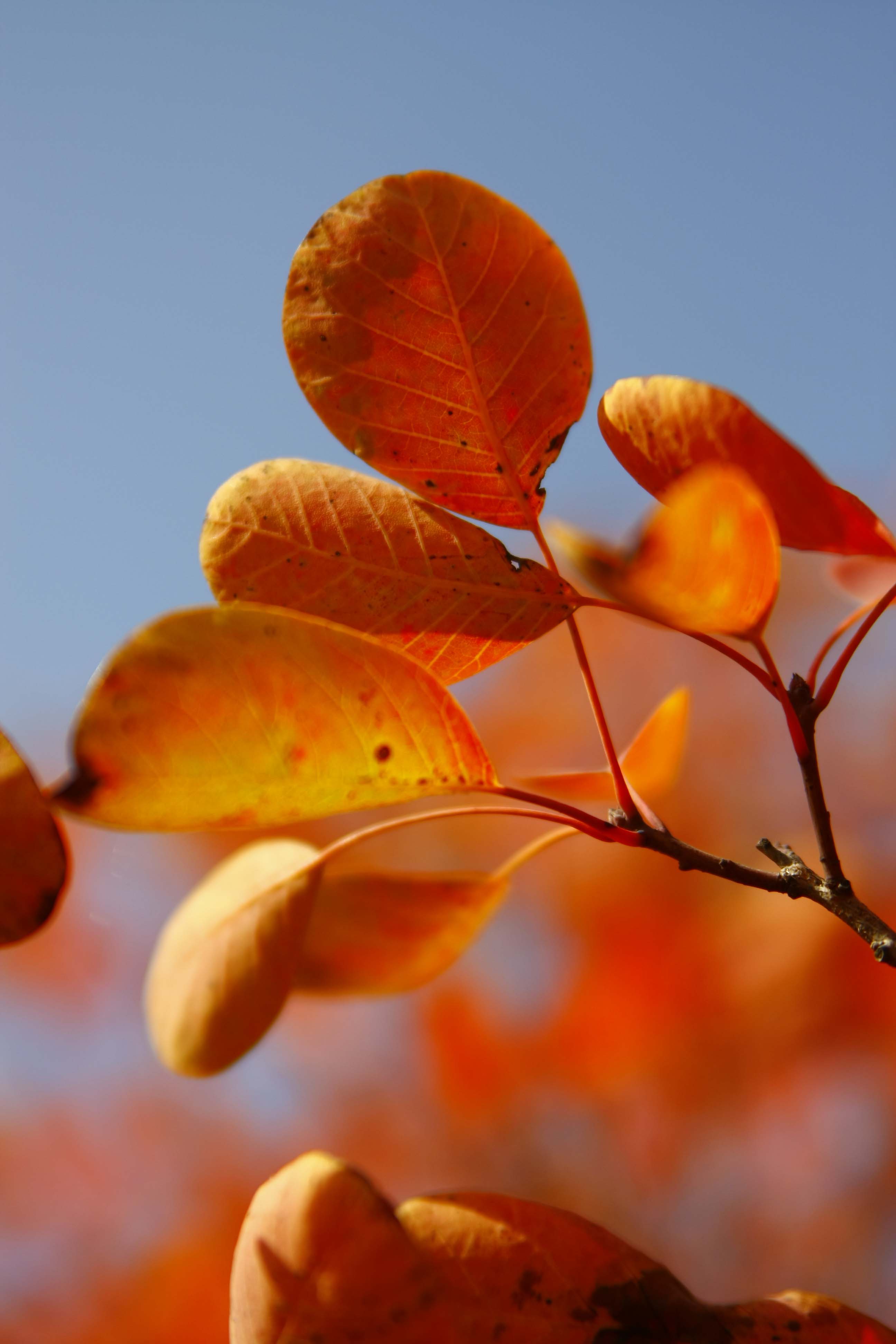 _MG_5070.jpg