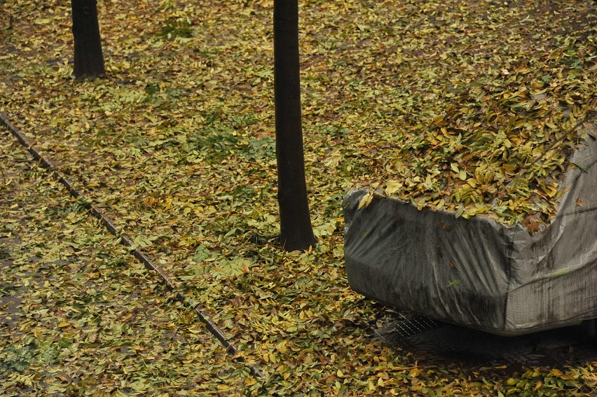 DSC_4827.JPG