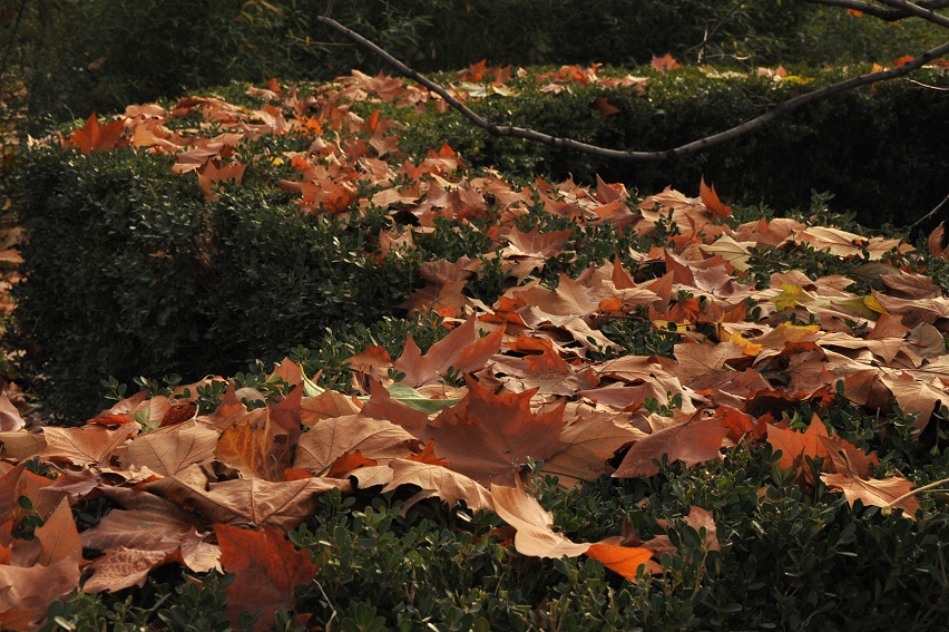 DSC_5016.JPG