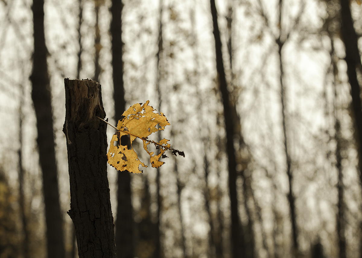 20131124_0770.jpg
