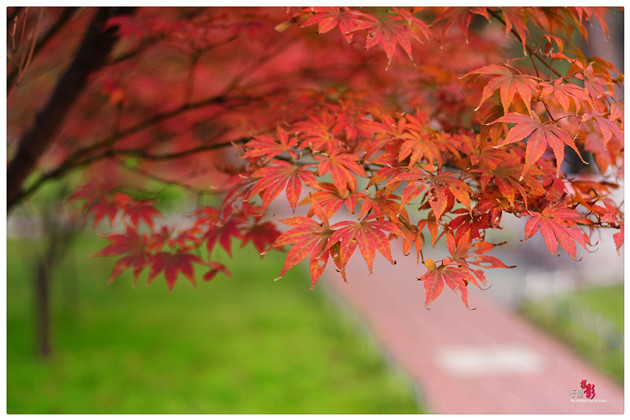 DSC_2644_副本.jpg