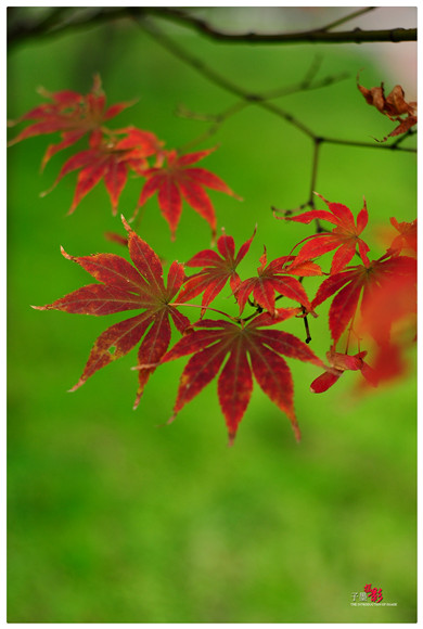 DSC_2661 - 副本.jpg