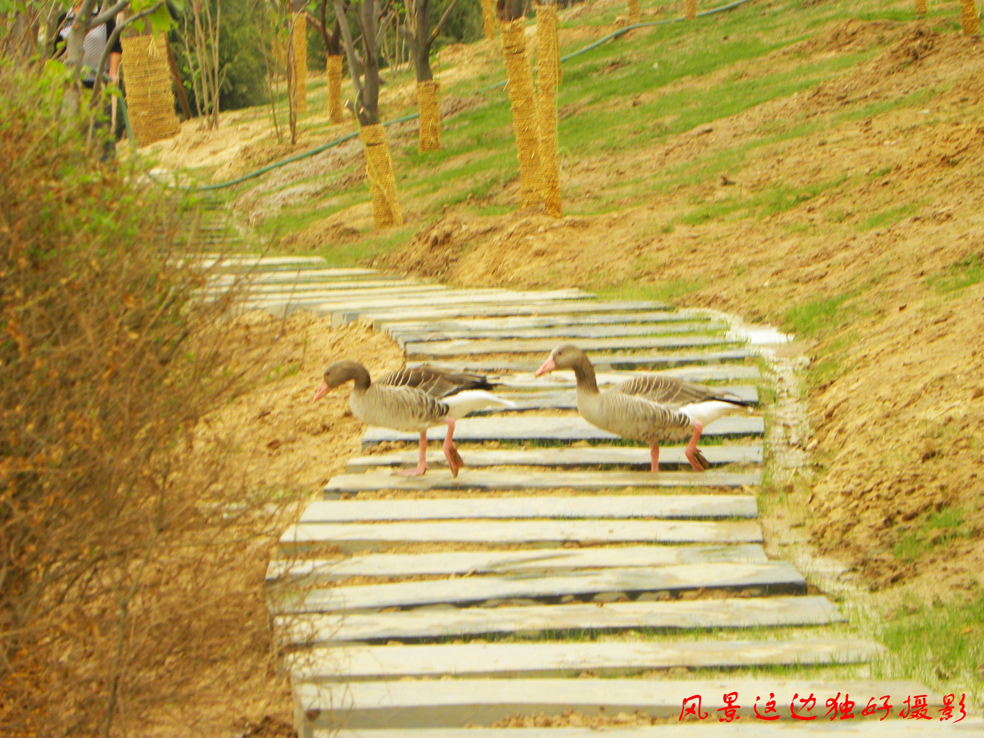 DSCN7406.JPG