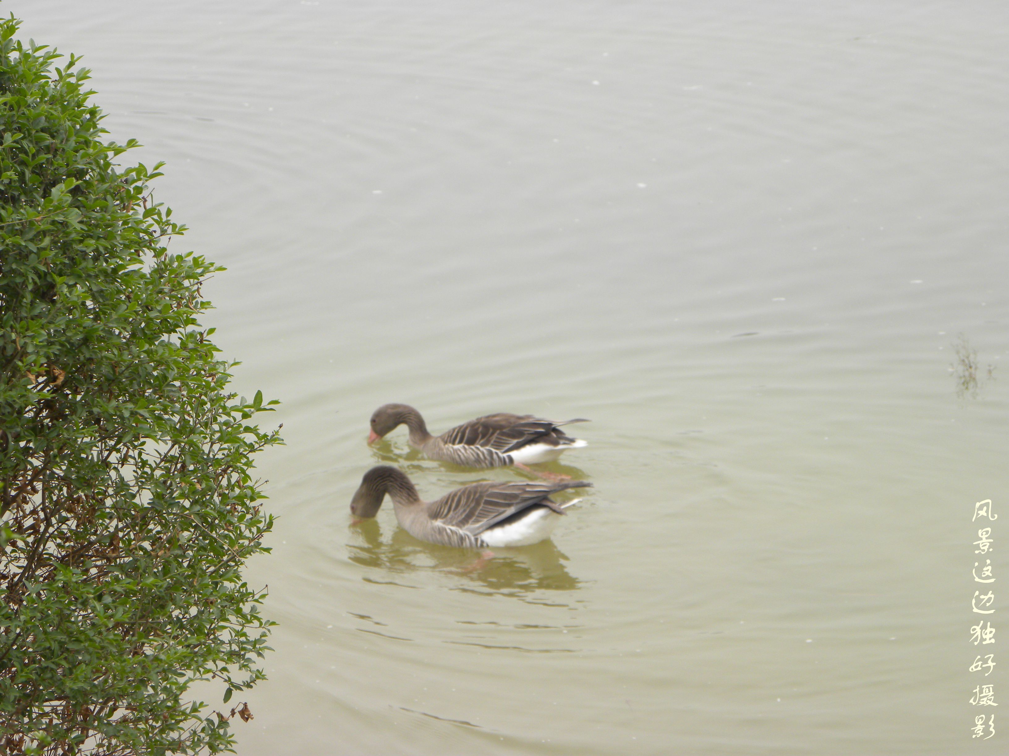 DSCN7411.JPG