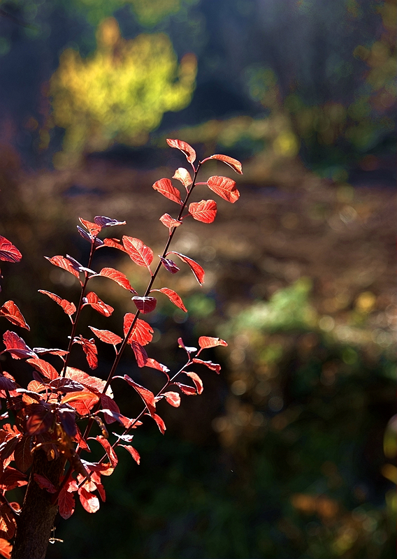 _DSC7993_副本.jpg