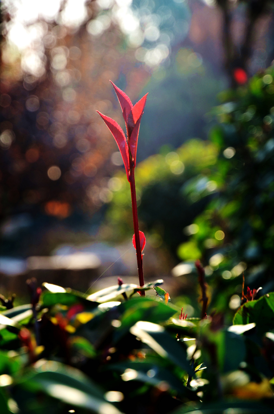 DSC_3134上_副本.jpg