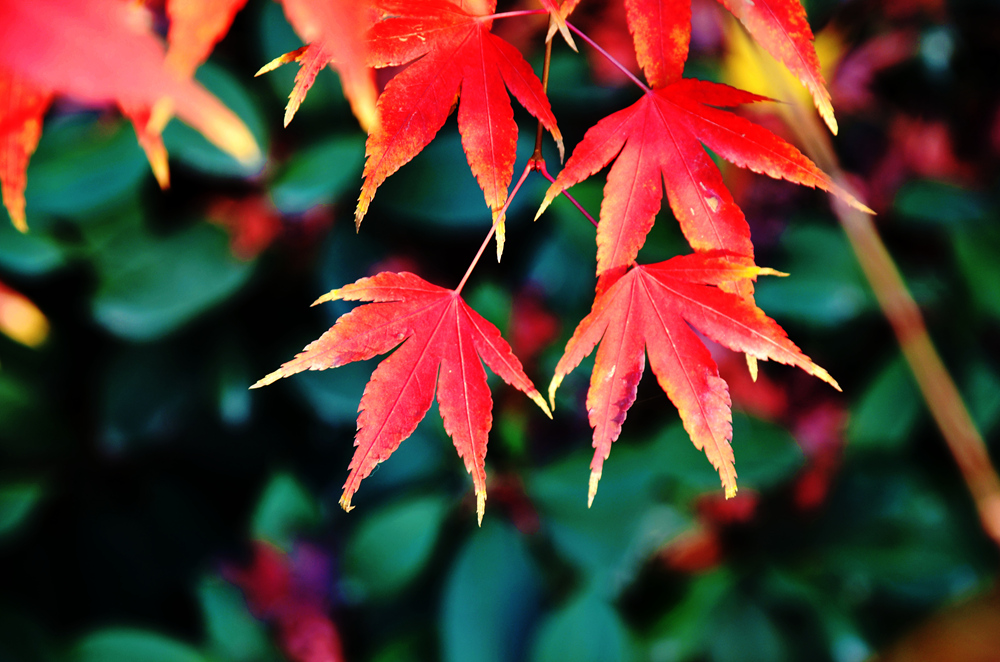 DSC_3156上_副本1.jpg