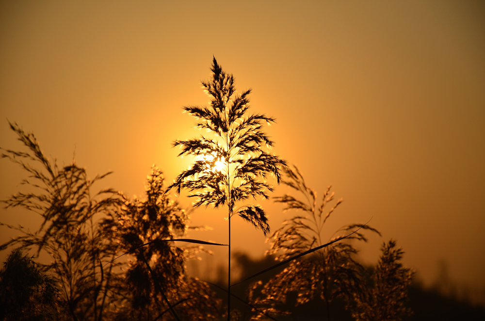 DSC_3177_副本上.jpg