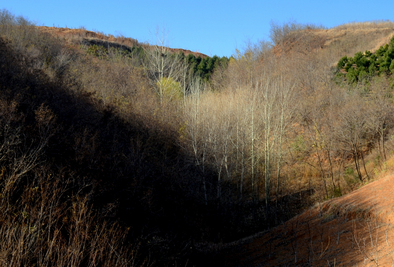 DSC_4290.JPG