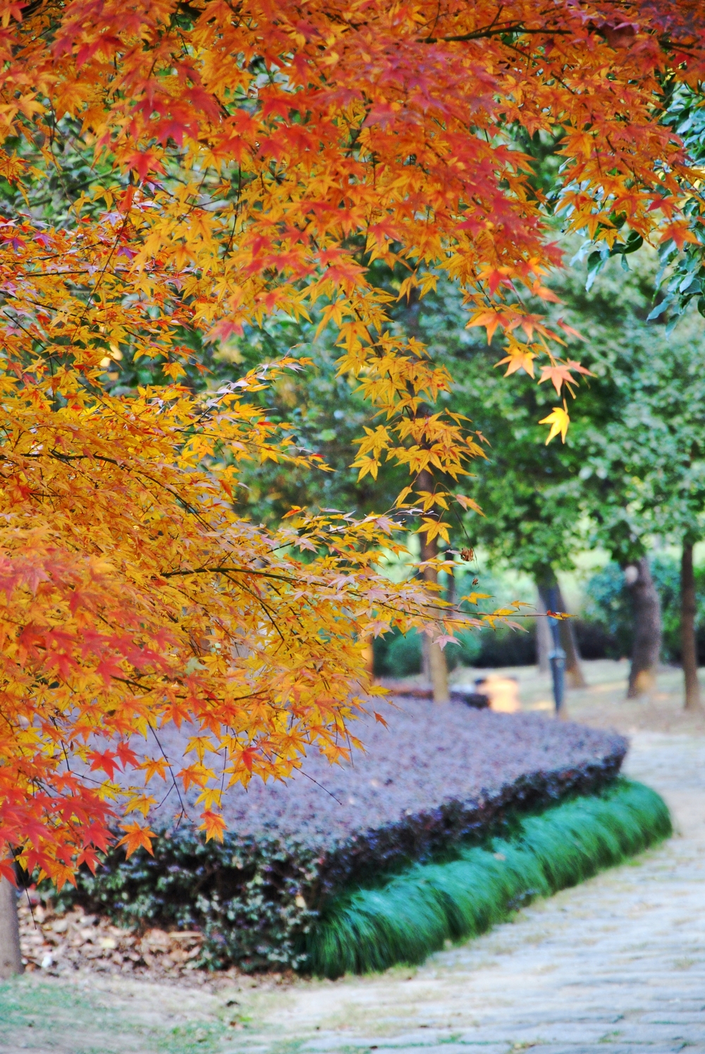 DSC_4624西.jpg