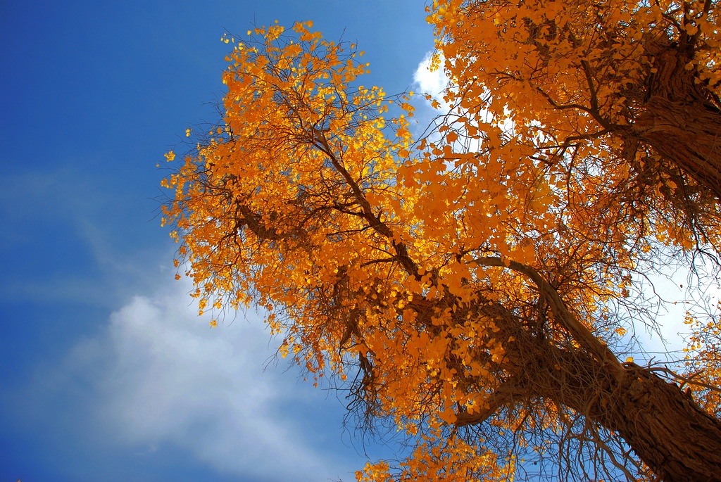 DSC_0443.JPG