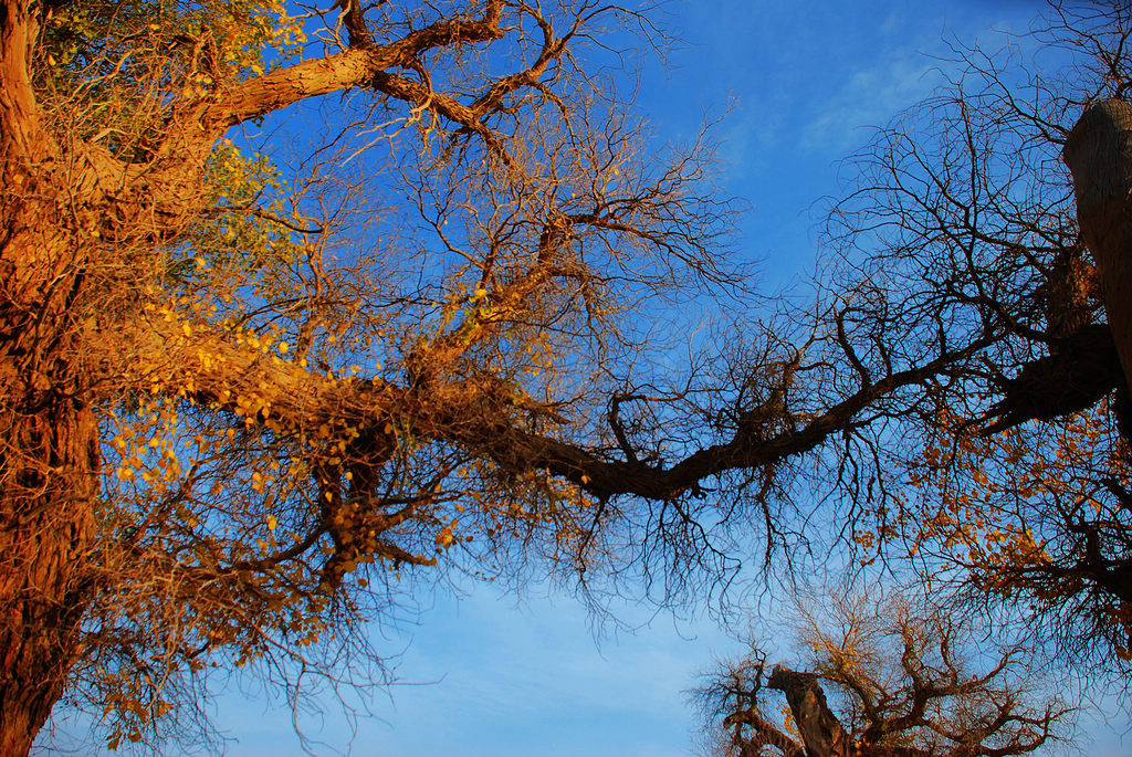 DSC_0733.JPG