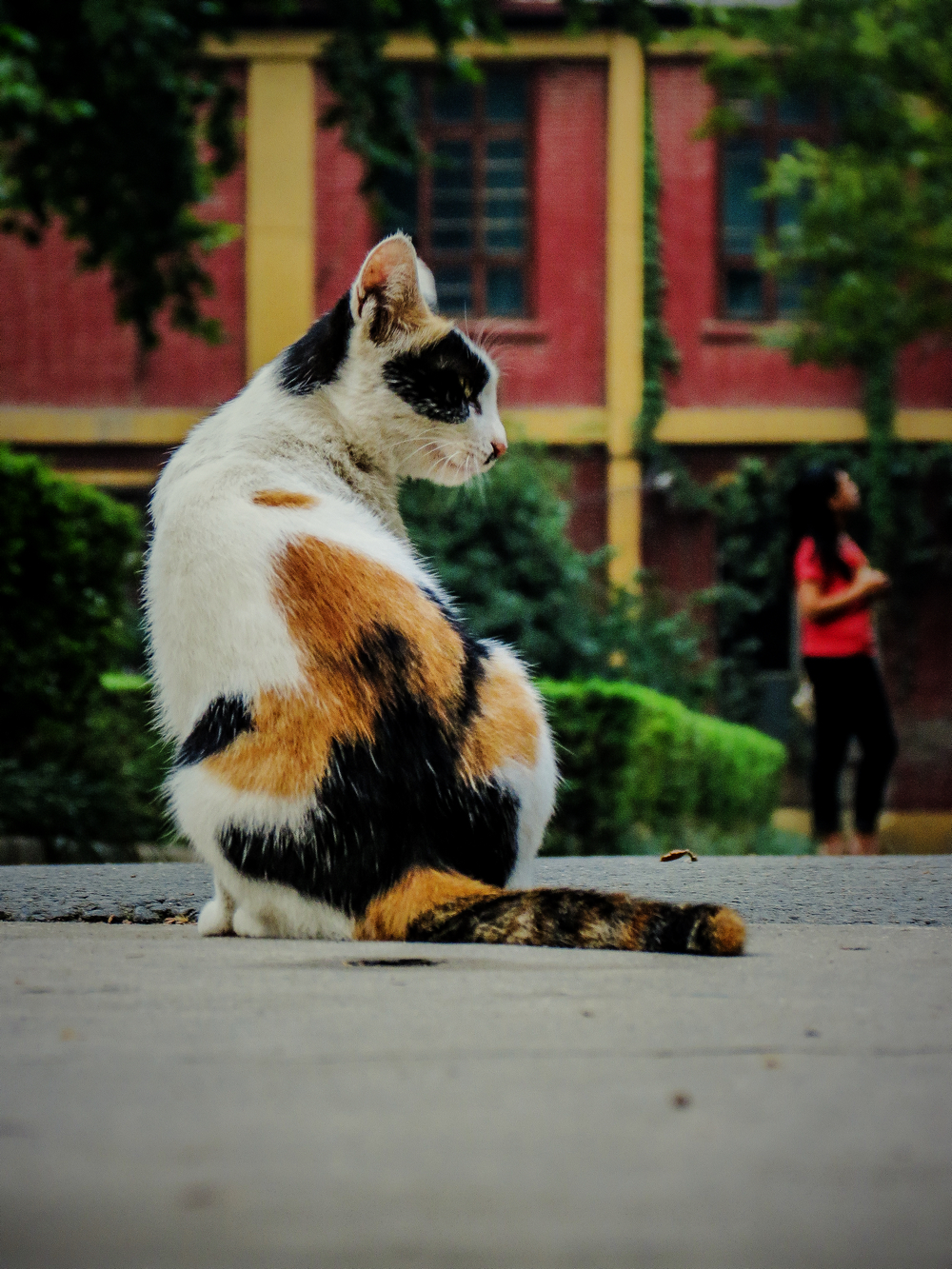 猫眼看人