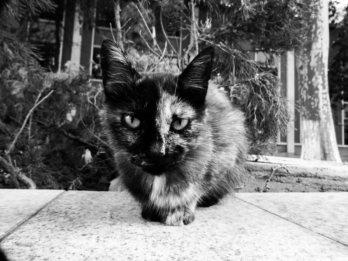 躲猫猫