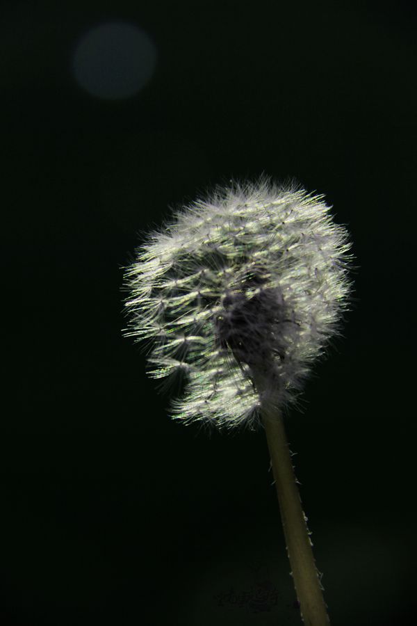 照片蒲8副本.jpg