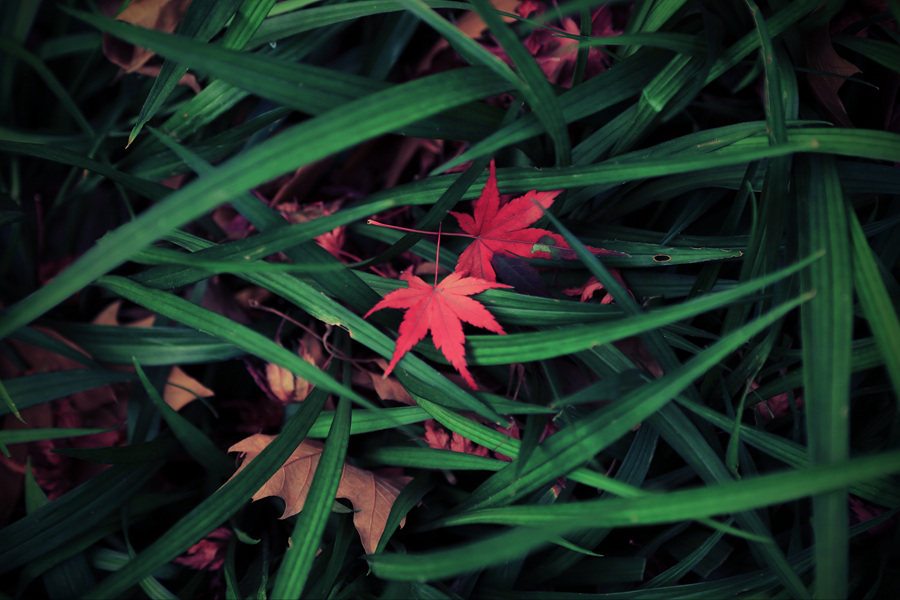1Q1A9696_Lomo.jpg