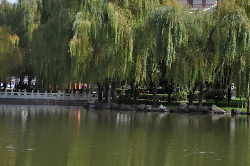DSC_0004_conew1.jpg