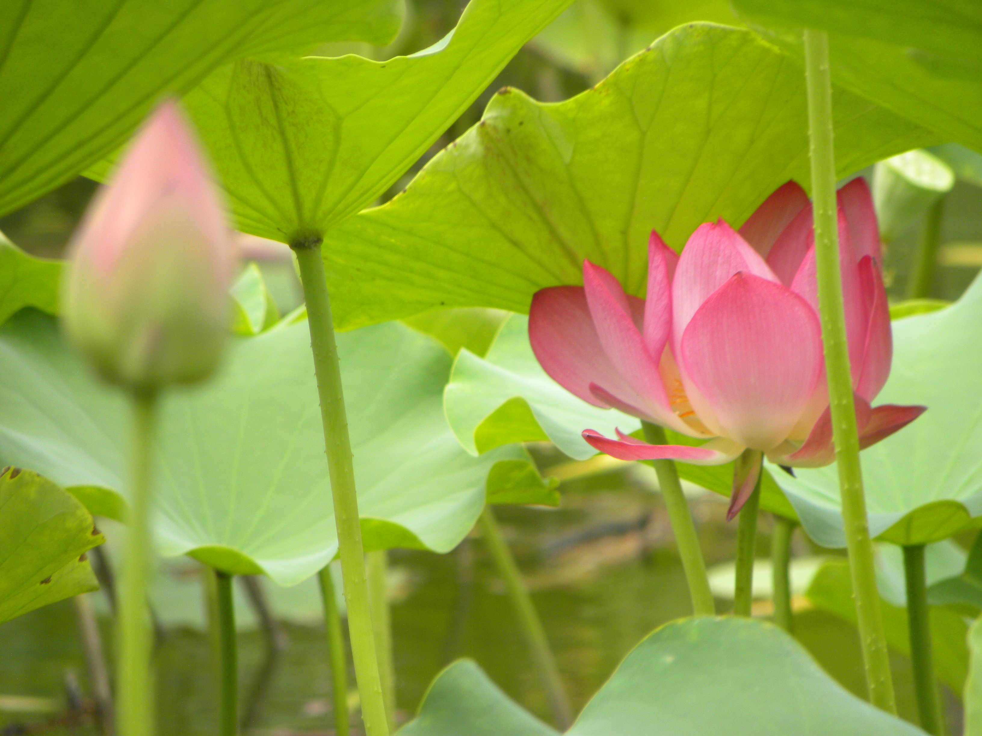 DSCN8852.JPG