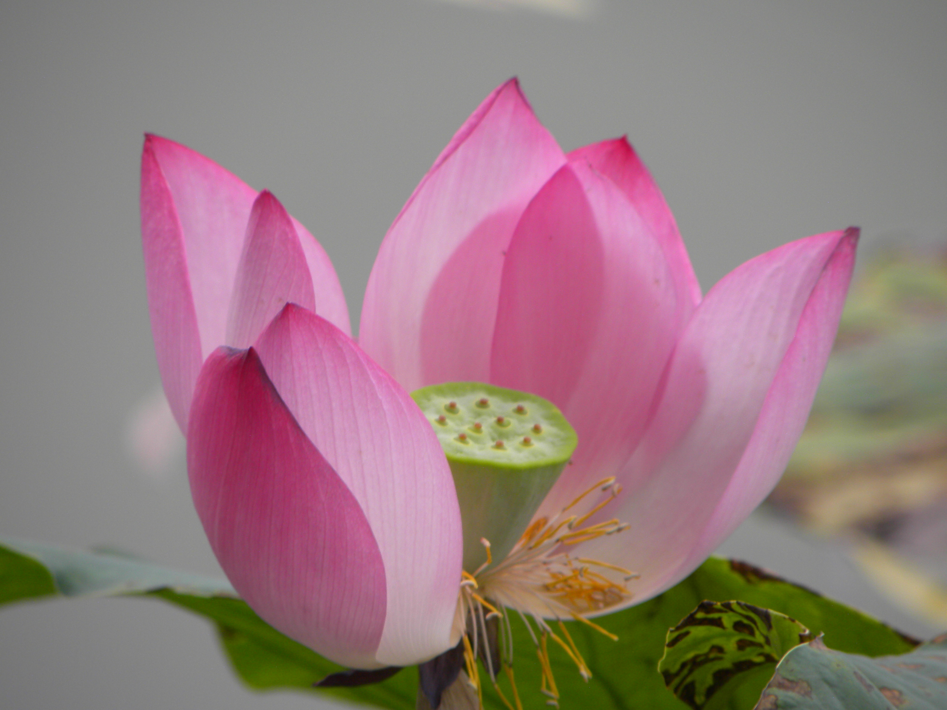 DSCN9010.JPG