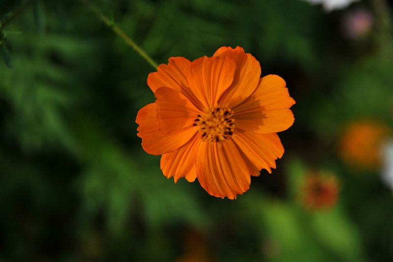 0SC_8387.jpg