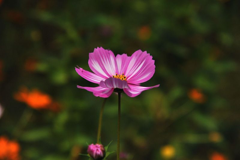 0SC_8431.jpg