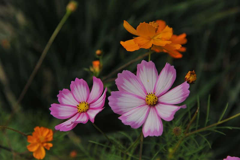 0SC_8454.jpg
