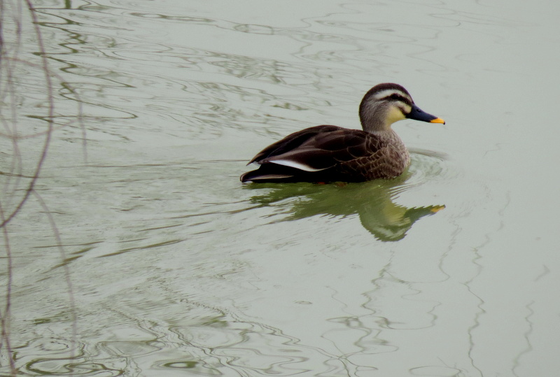 IMG_4176.JPG