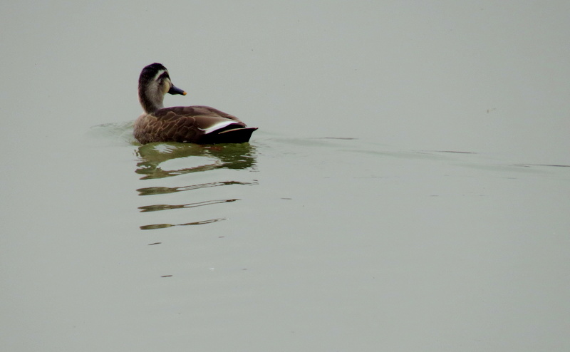 IMG_4186.JPG