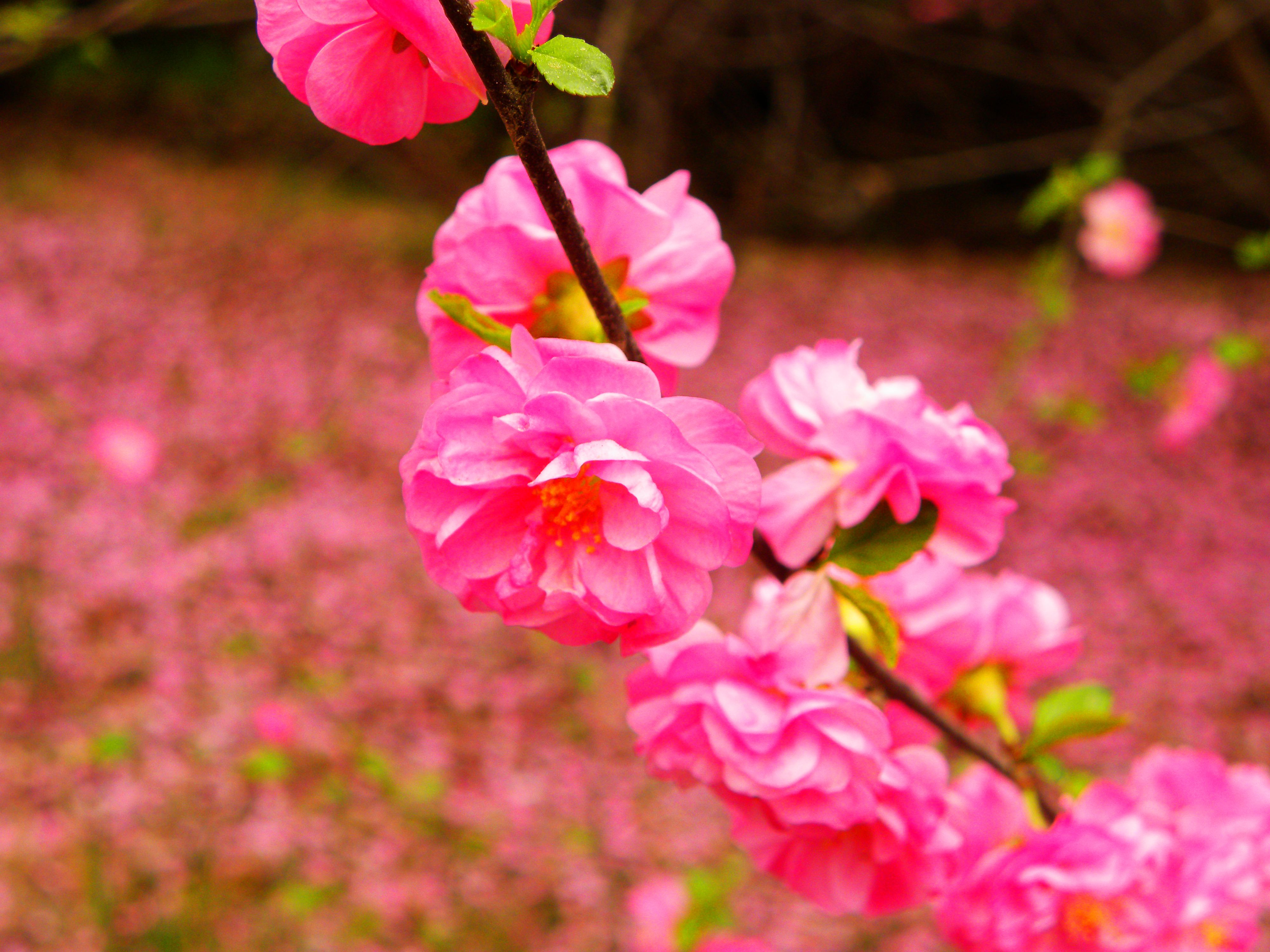 DSCN7885.JPG