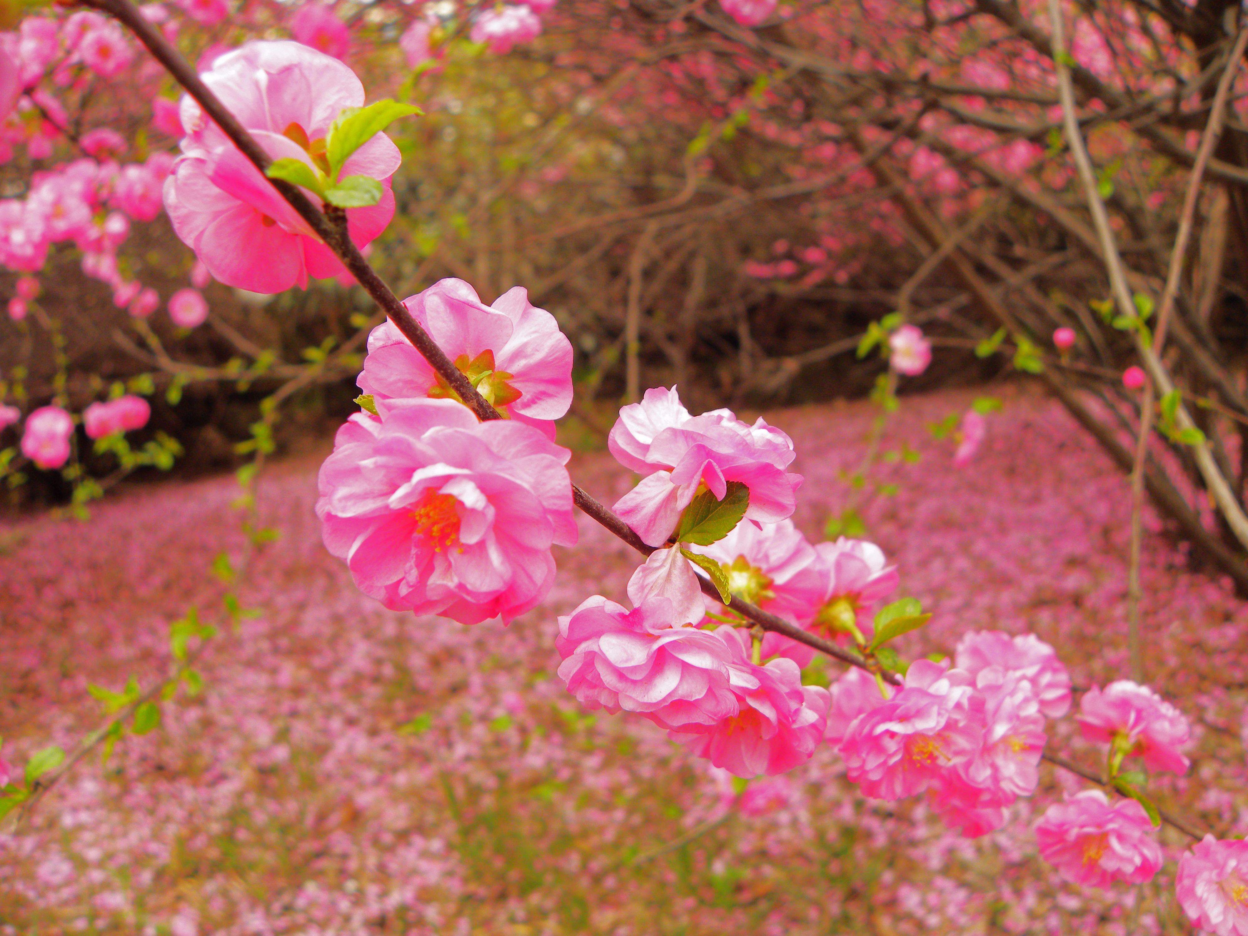 DSCN7884.JPG