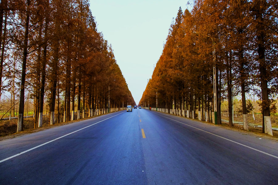 11-天下水杉第一路(邳苍公路).JPG