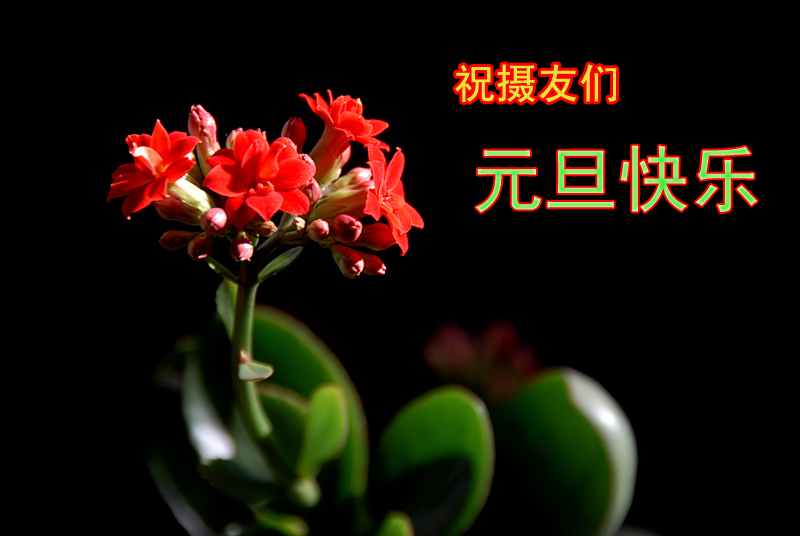 长寿花.jpg