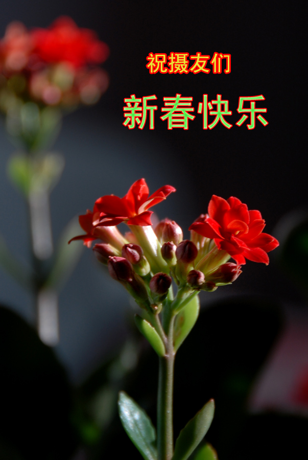 长寿花 (1).jpg