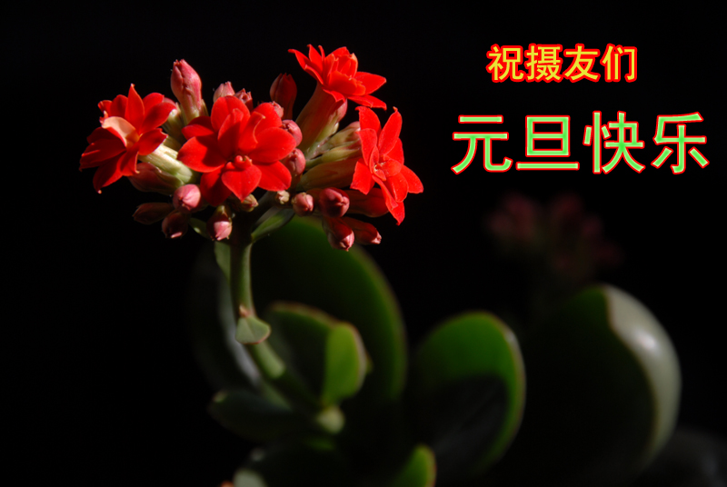 长寿花 (4).jpg