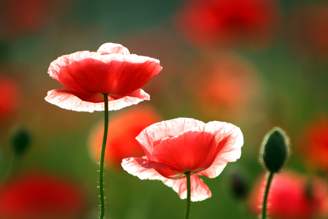 20080912_09fabc4297026b2580dbaXDRbkrOh0ZA.jpg