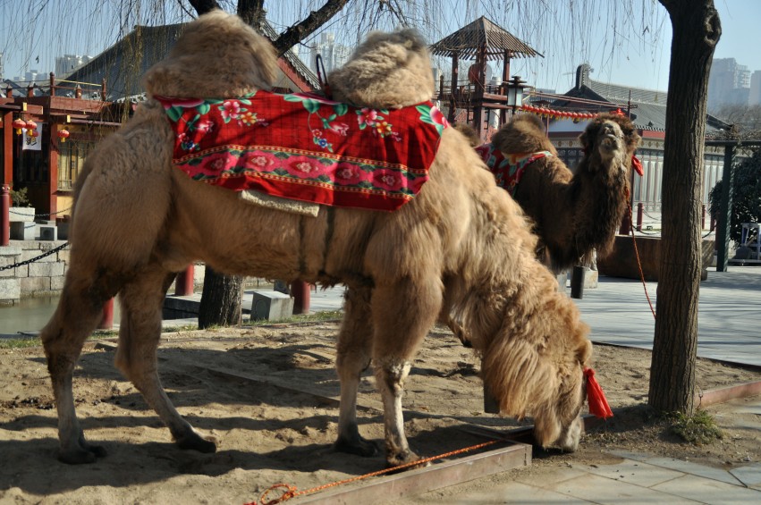 DSC_0077_conew1.jpg