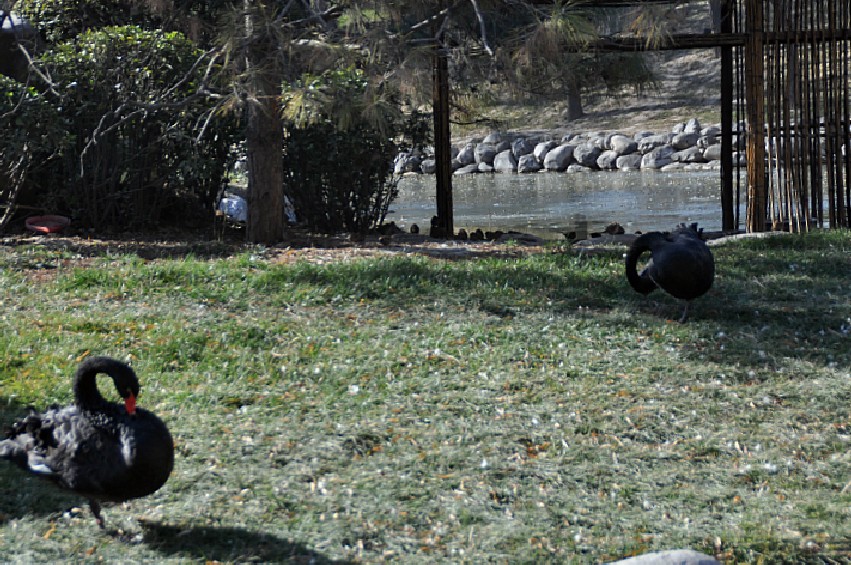 DSC_0085_conew1.jpg