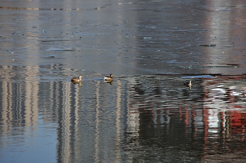 DSC_0091_conew1.jpg