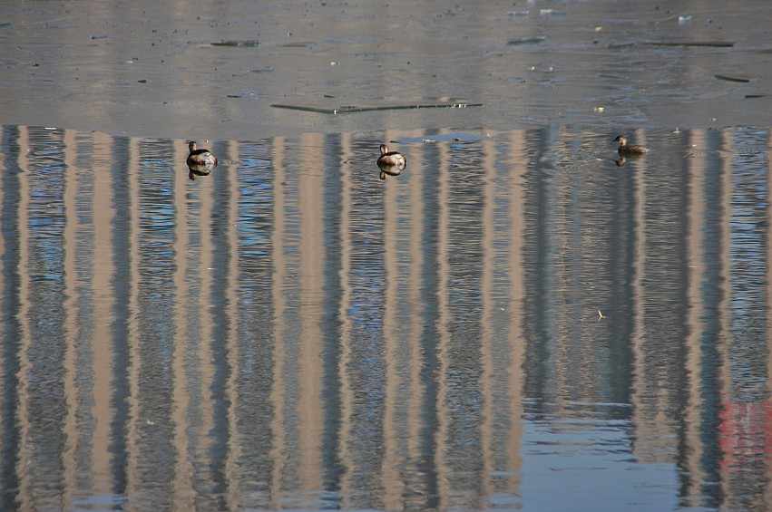 DSC_0092_conew1.jpg