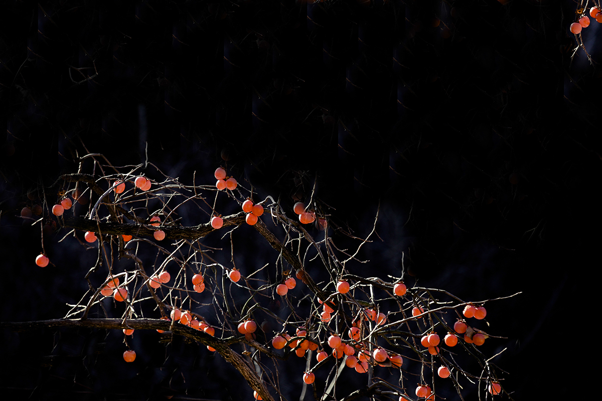 20140104_3983x.jpg