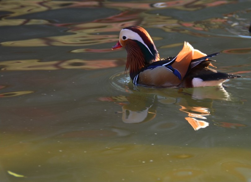 DSC_0269_conew3.jpg