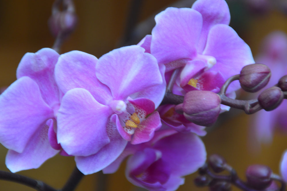 DSC_0361.jpg