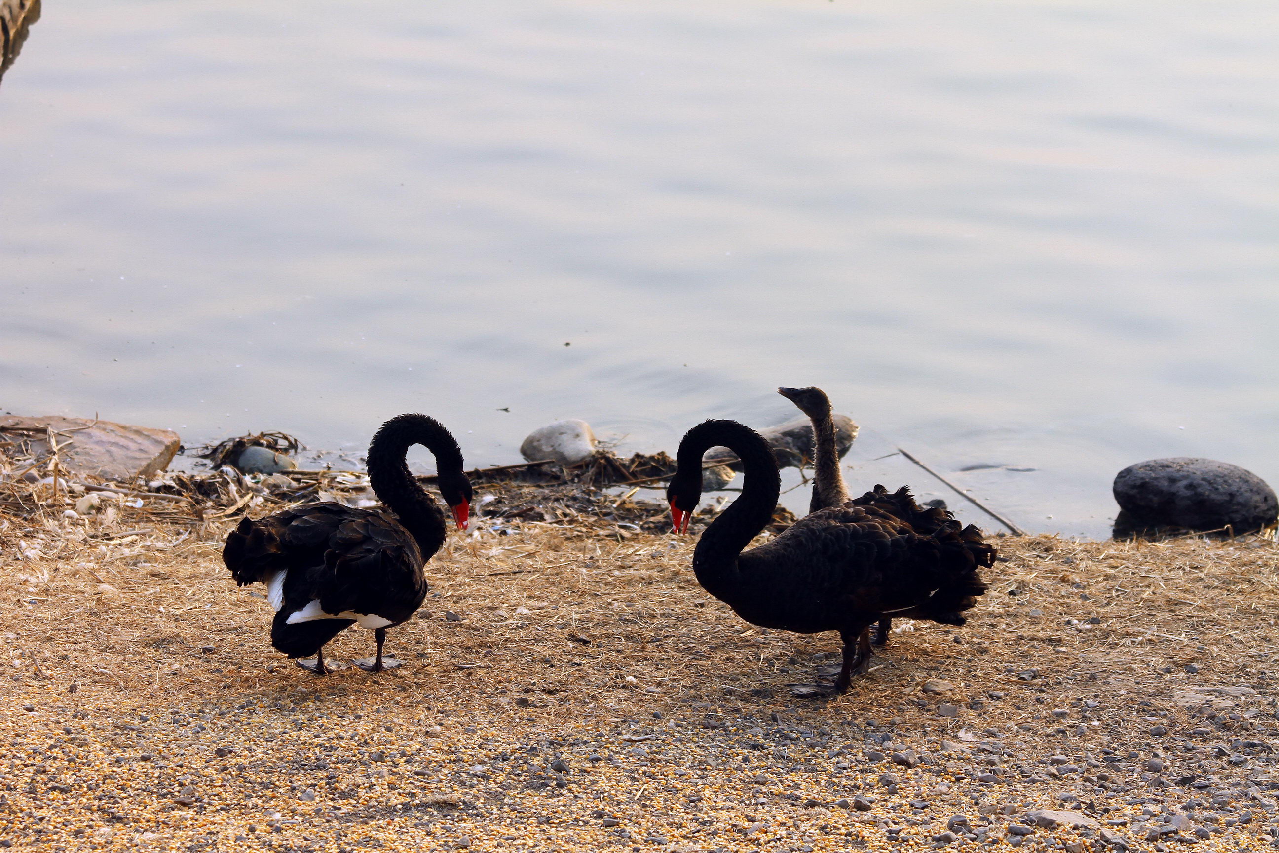 IMG_5883A_调整大小.jpg