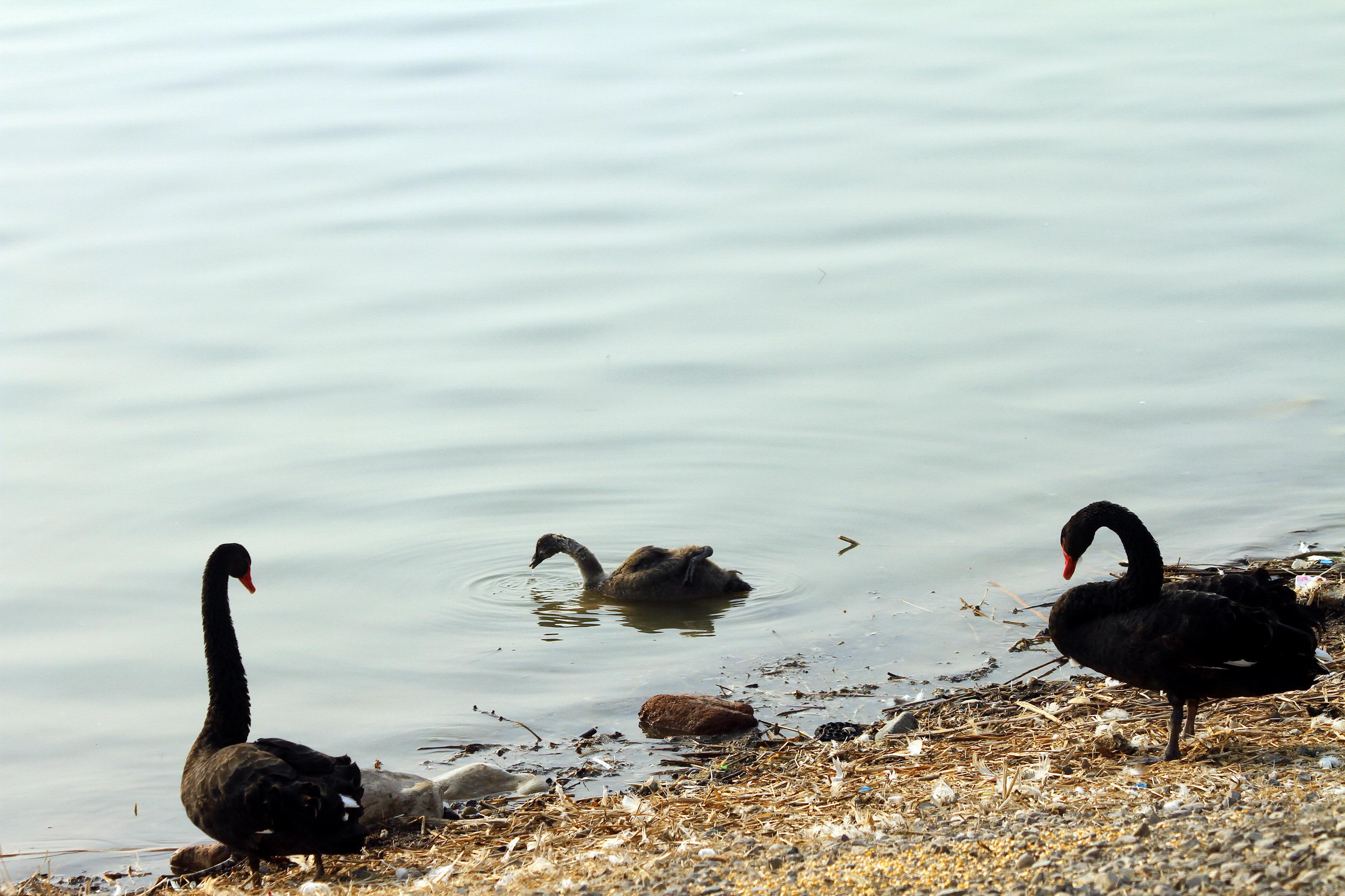 IMG_5579A_调整大小.jpg