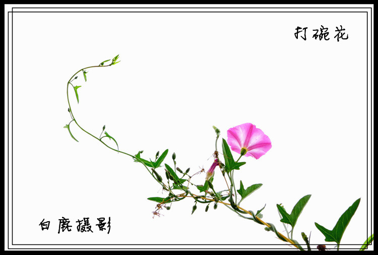 P1040587_副本.jpg